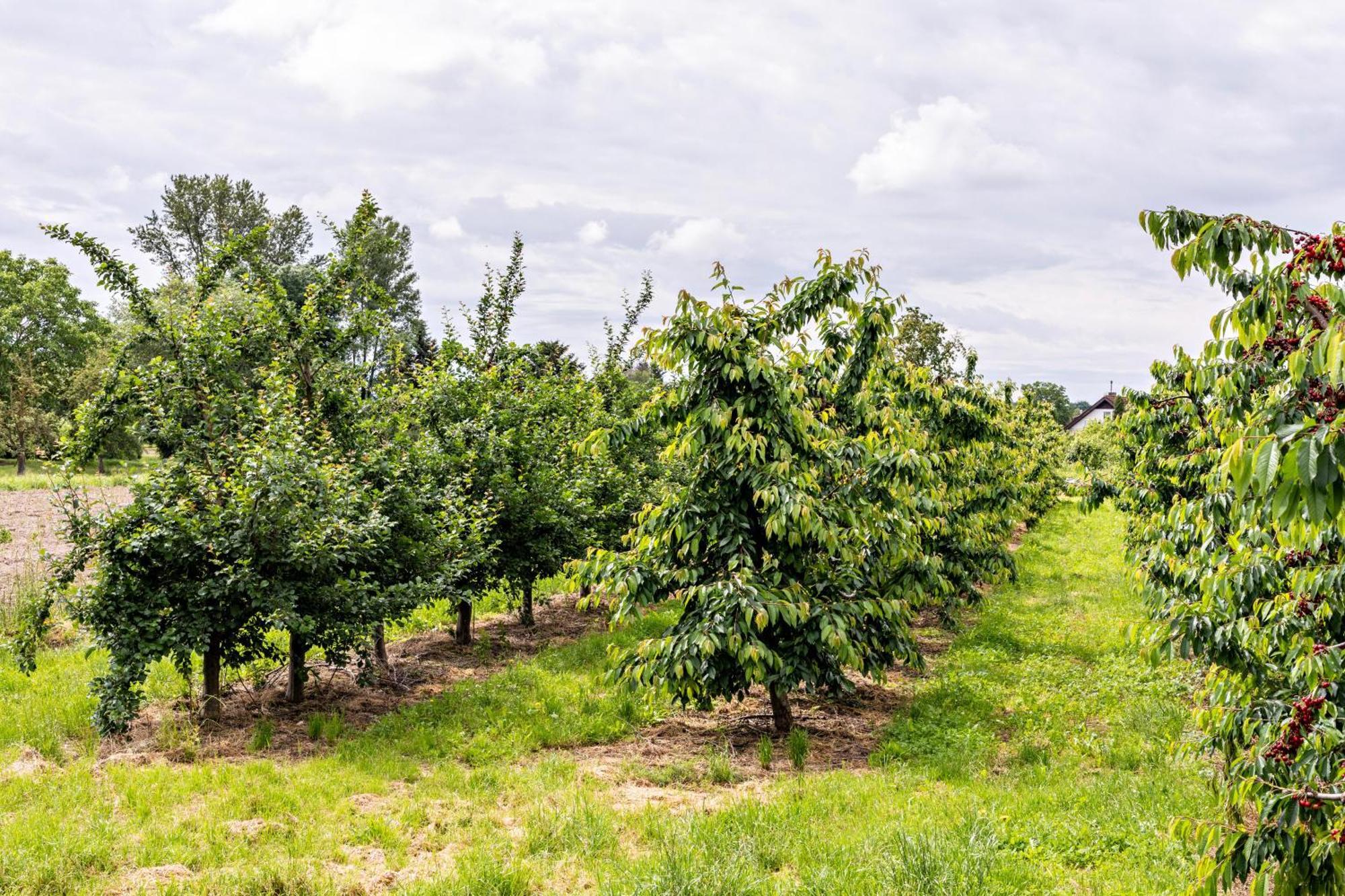 Ferienwohnung Im Obstgarten 伊林根 外观 照片